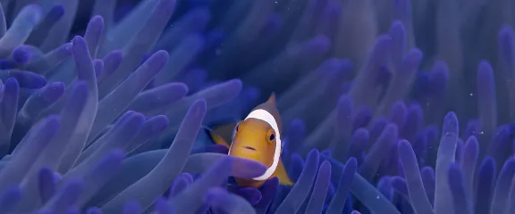 A clown fish swims through a purple anemone. Image still from Ocean Odyssey 3D