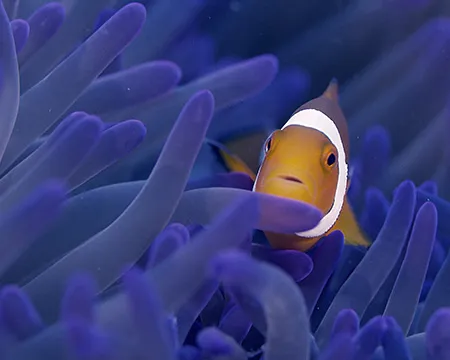 A clown fish swims through purple anemone. Still from Ocean Odyssey 3D.